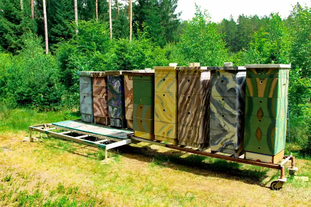 Ule Pasieki Wędrownej Wilkowo na kwitnącej łące